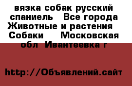 вязка собак русский спаниель - Все города Животные и растения » Собаки   . Московская обл.,Ивантеевка г.